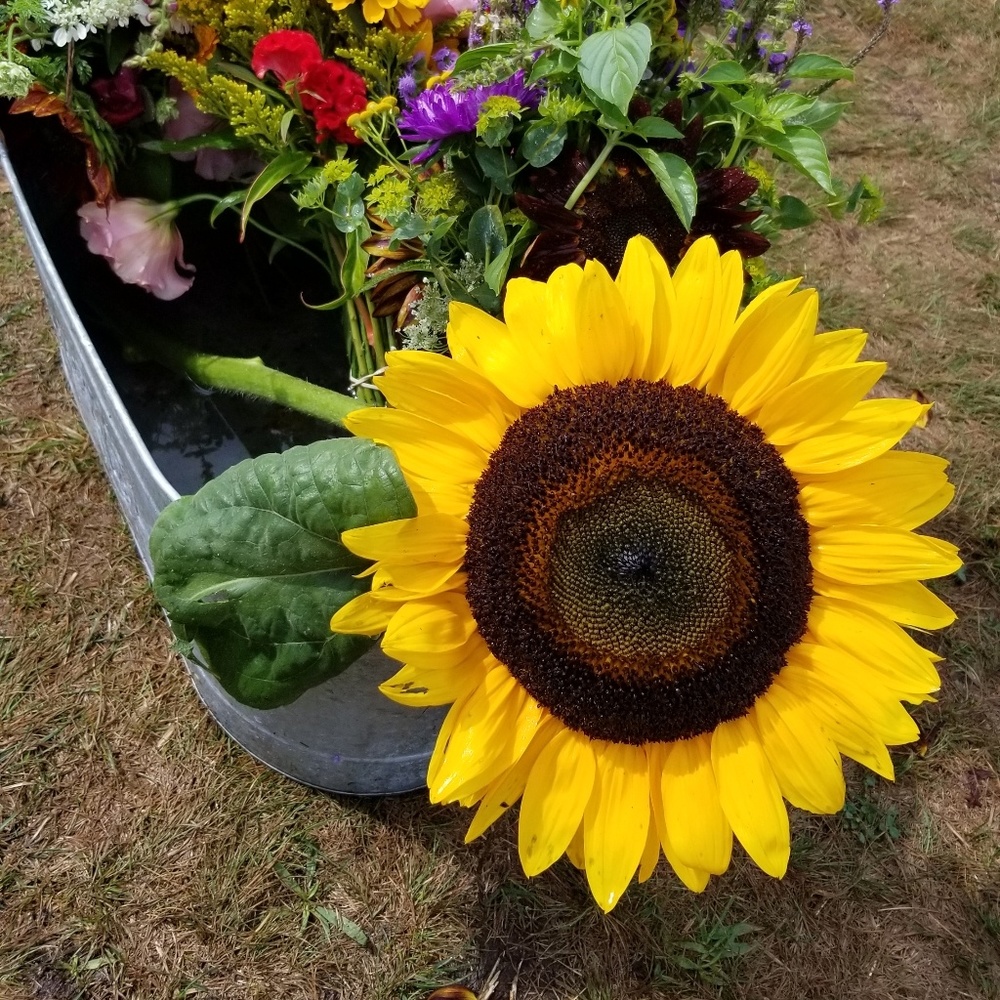 Meet your Posher, Zahavah